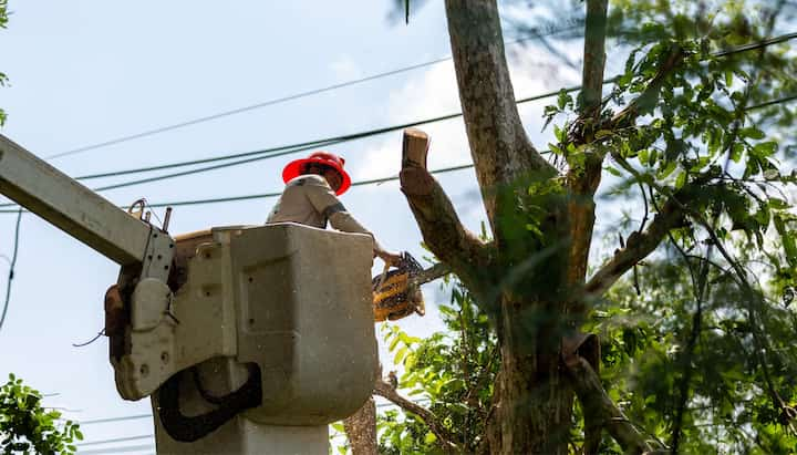 Tree care and maintenance services in Annapolis