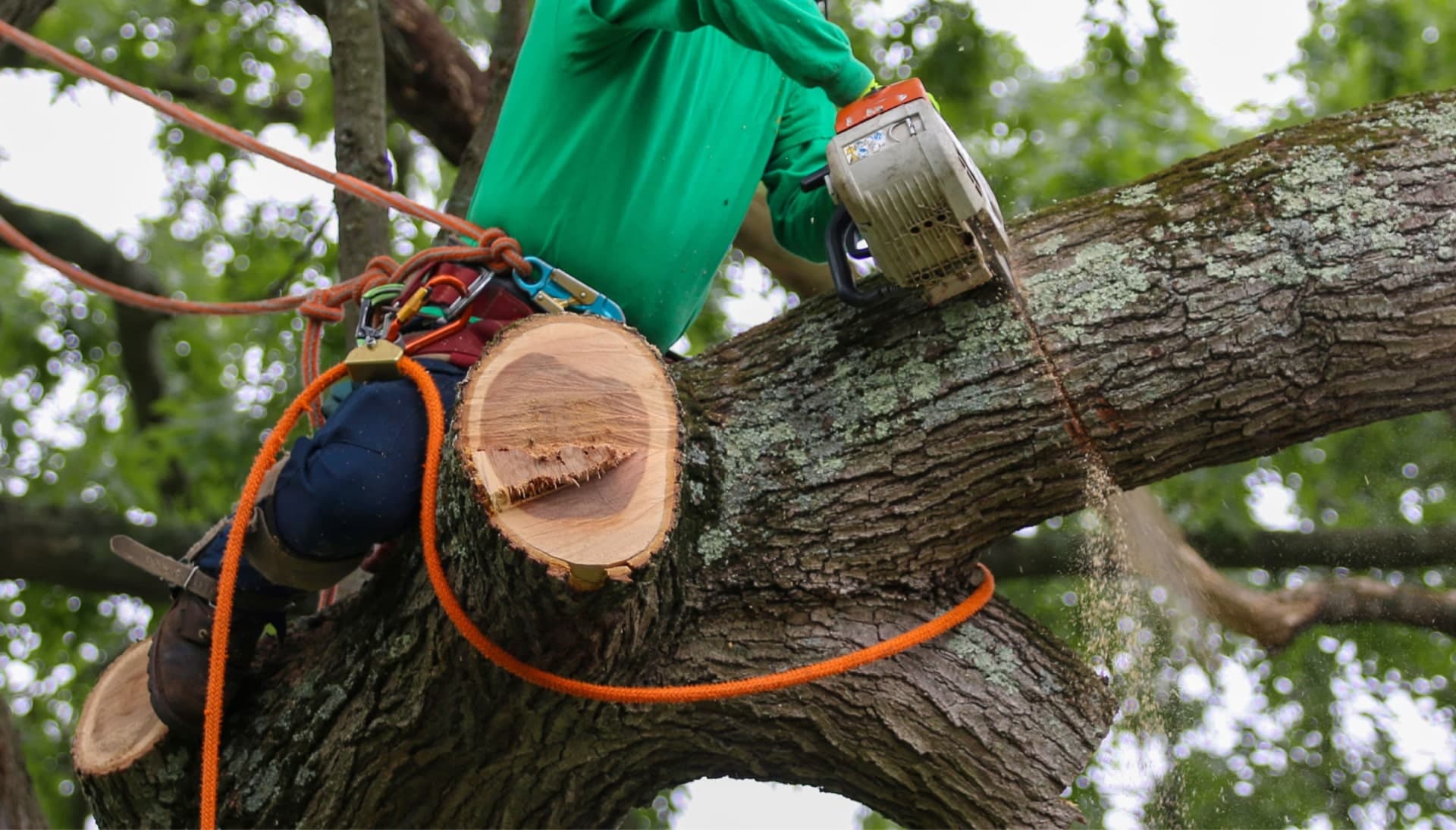 Relax with Annapolis best tree removal.