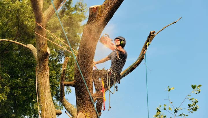 Annapolis tree removal experts solve tree issues.