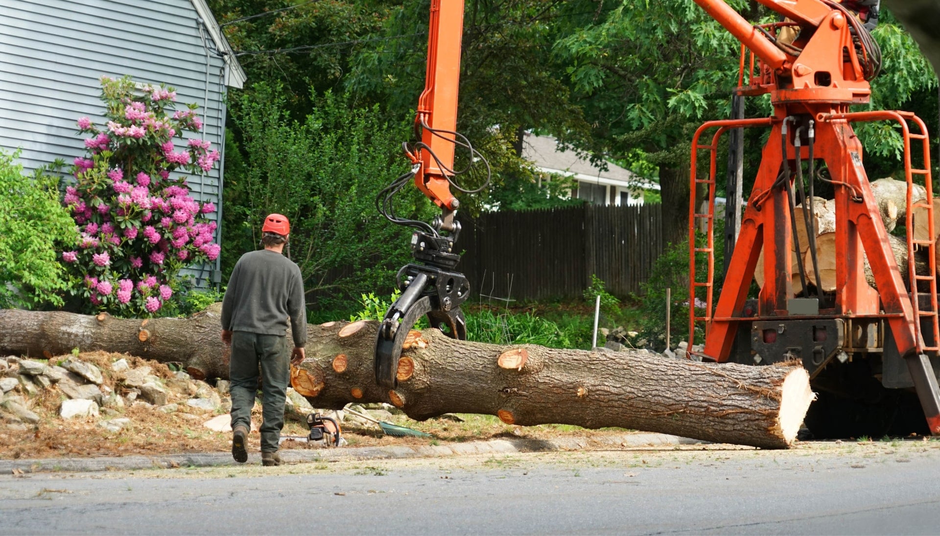 Local partner for Tree removal services in Annapolis