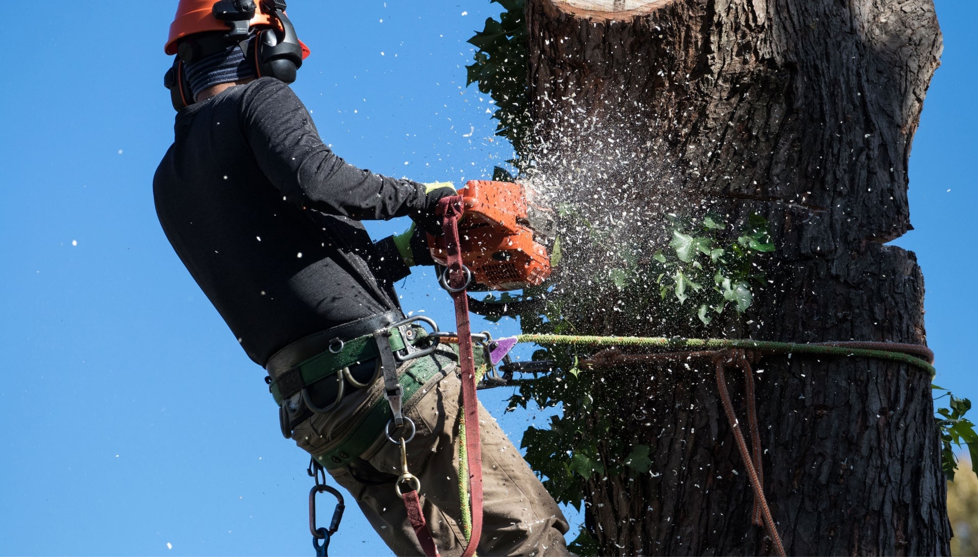 Professional Tree removal solutions in Annapolis