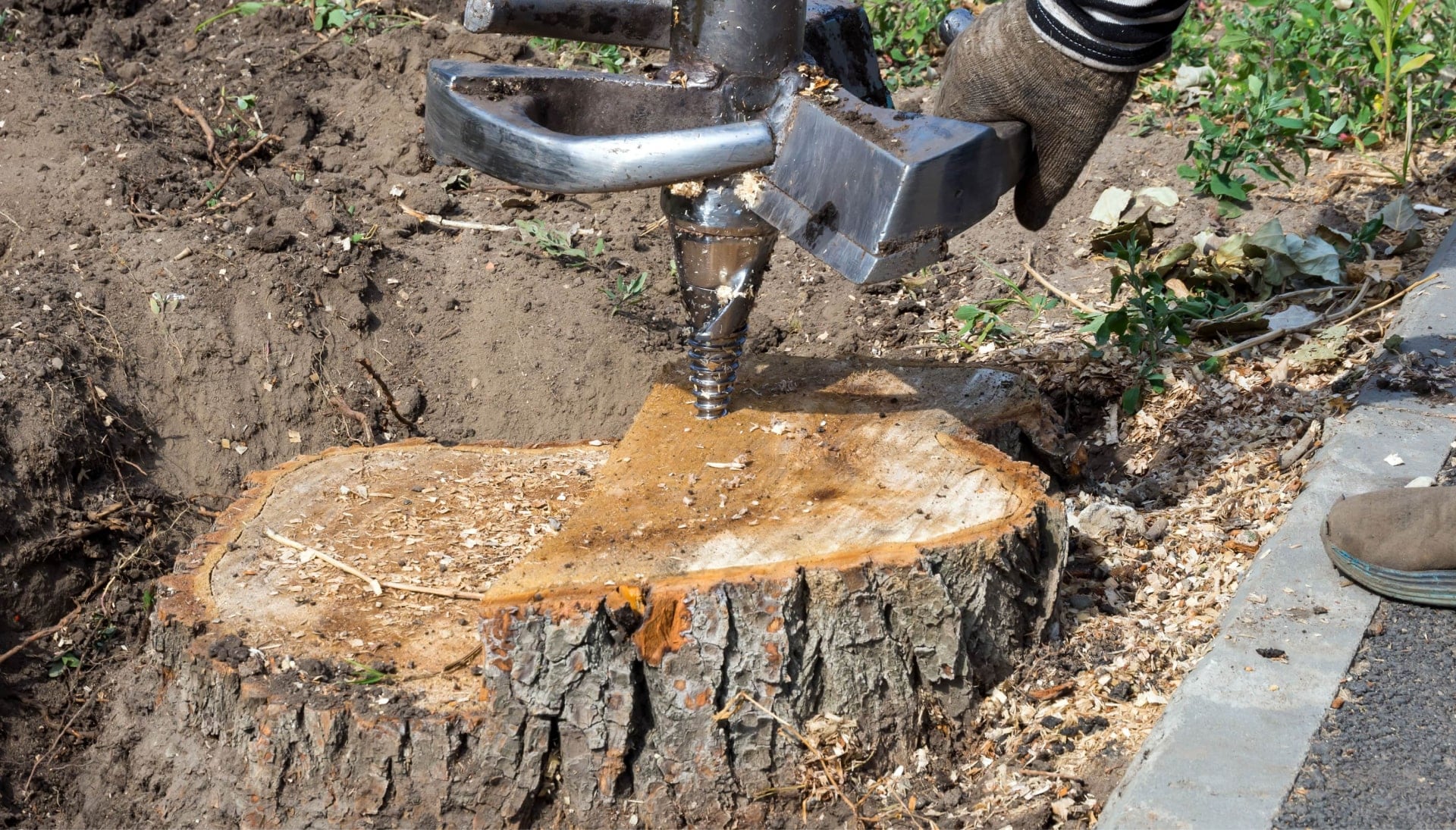 Annapolis Tree stump removal